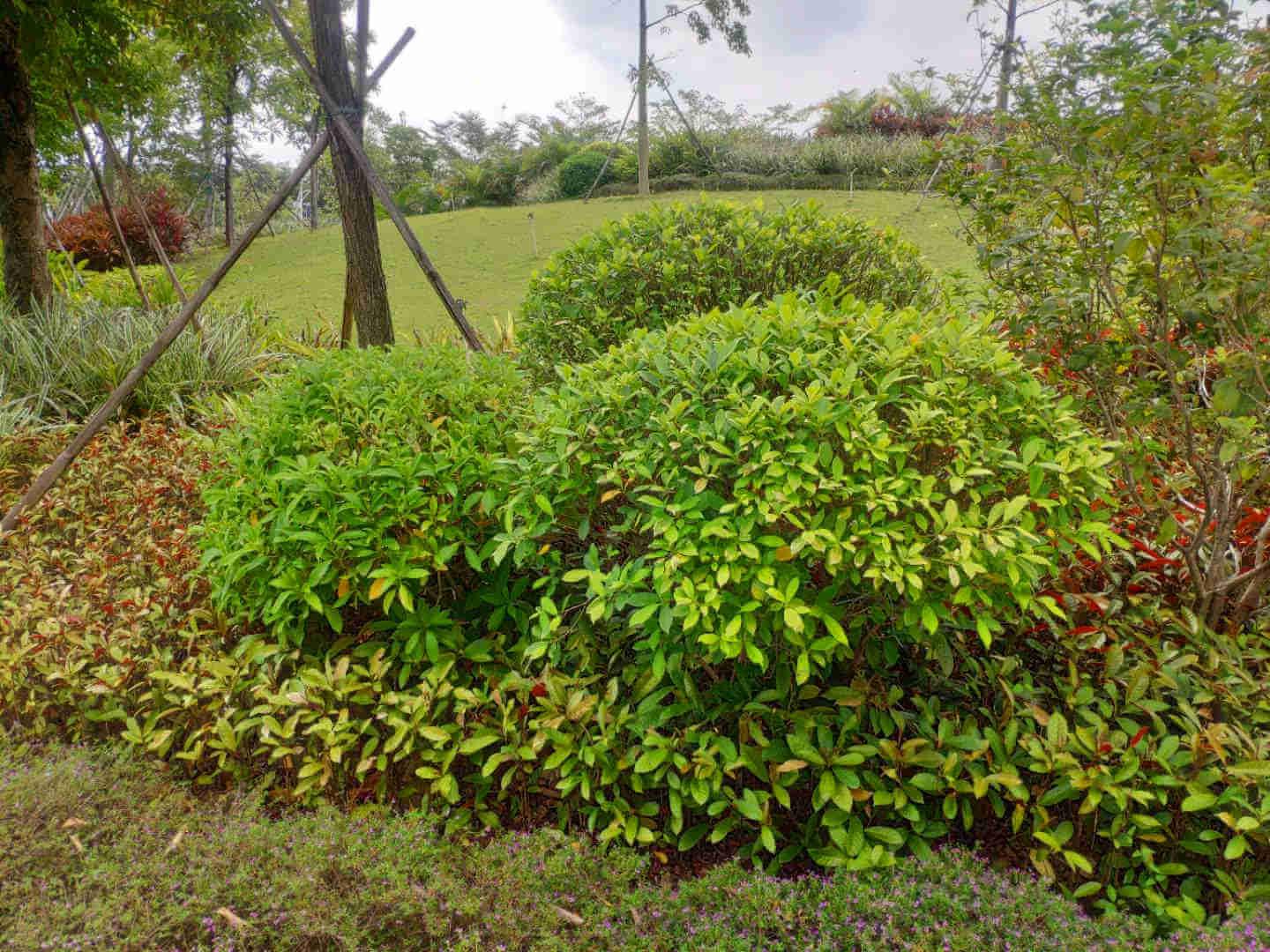 园林菲律宾网赌合法平台地被植物